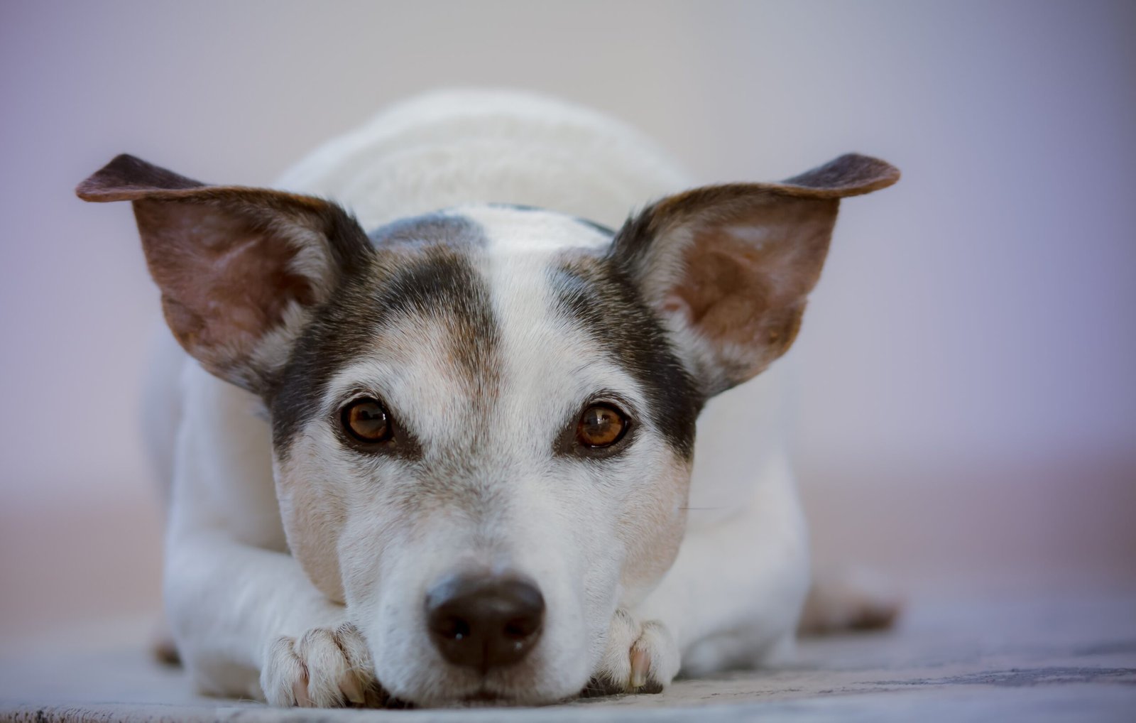 dogs's groom